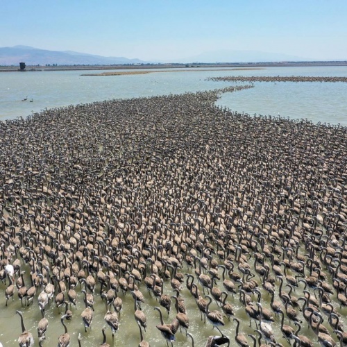 İzmir Kuş Cenneti’nde Muhteşem Olay!