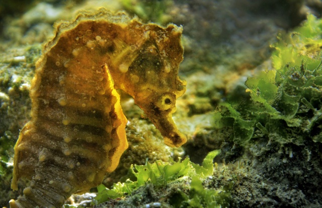 İzmir Körfezi iyileşiyor