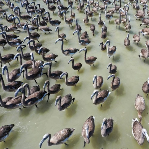 İzmir Kuş Cenneti’nde Muhteşem Olay!