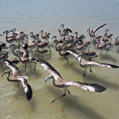 İzmir Kuş Cenneti’nde Muhteşem Olay!
