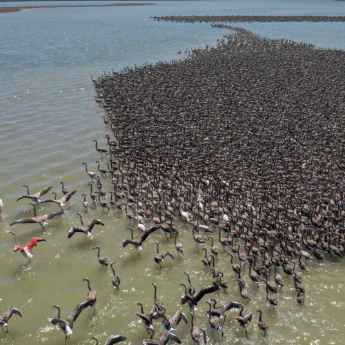 İzmir Kuş Cenneti’nde Muhteşem Olay!