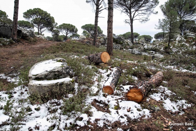 Kozak için tepki ver!