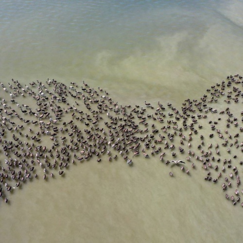 İzmir Kuş Cenneti’nde Muhteşem Olay!