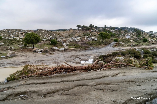 Kozak için tepki ver!