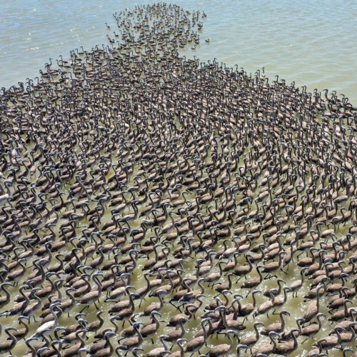 İzmir Kuş Cenneti’nde Muhteşem Olay!