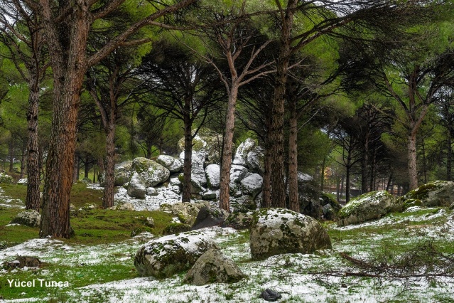 Kozak için tepki ver!