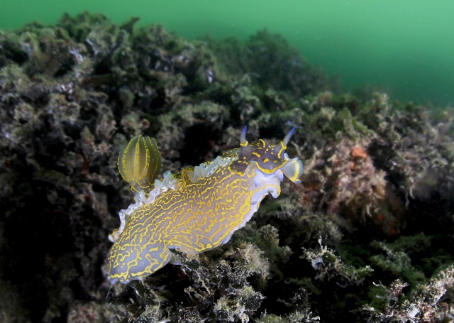 İzmir Körfezi iyileşiyor