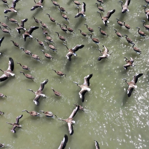 İzmir Kuş Cenneti’nde Muhteşem Olay!