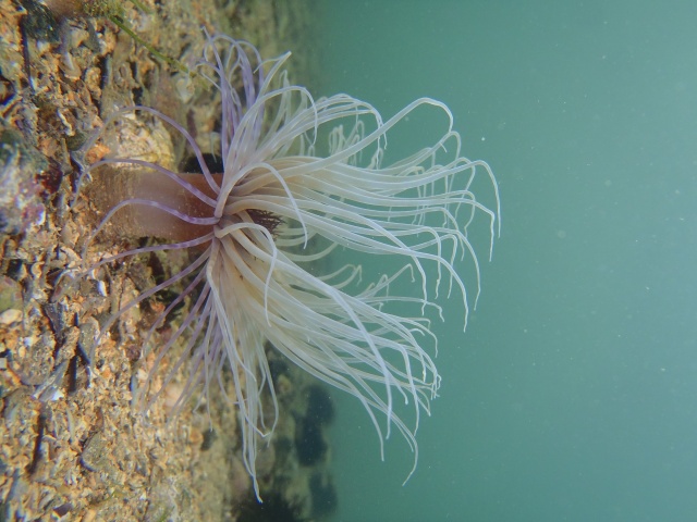 İzmir Körfezi iyileşiyor