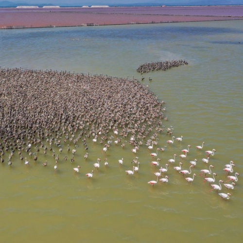 İzmir Kuş Cenneti’nde Muhteşem Olay!