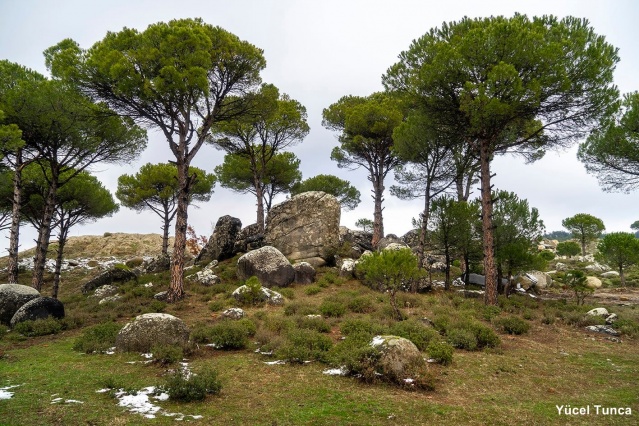 Kozak için tepki ver!