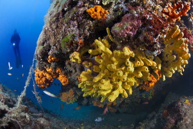 İzmir Körfezi iyileşiyor