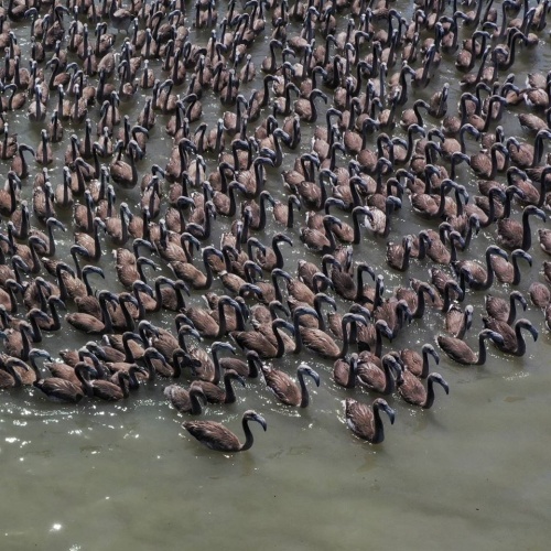 İzmir Kuş Cenneti’nde Muhteşem Olay!