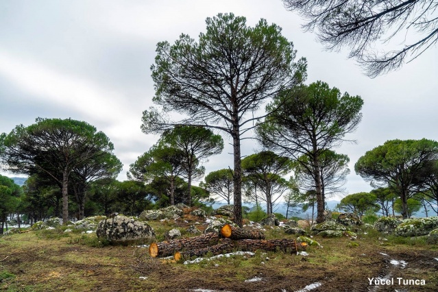 Kozak için tepki ver!