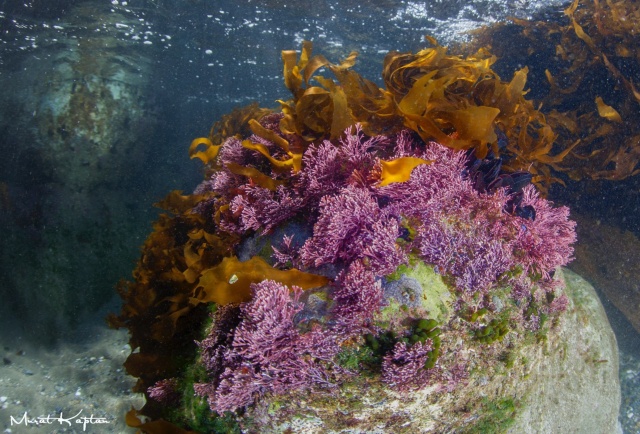 İzmir Körfezi iyileşiyor