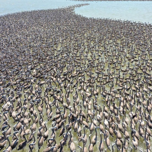 İzmir Kuş Cenneti’nde Muhteşem Olay!