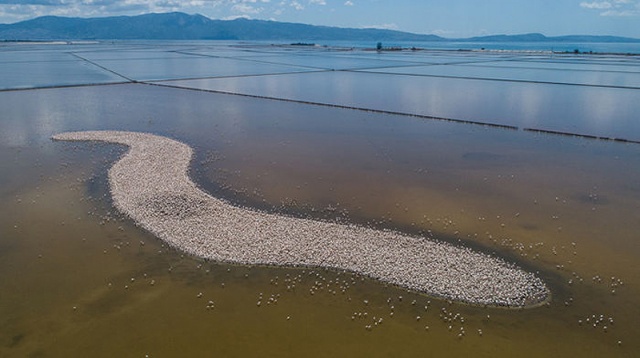 İzmir Kuş Cenneti’nde Muhteşem Olay!