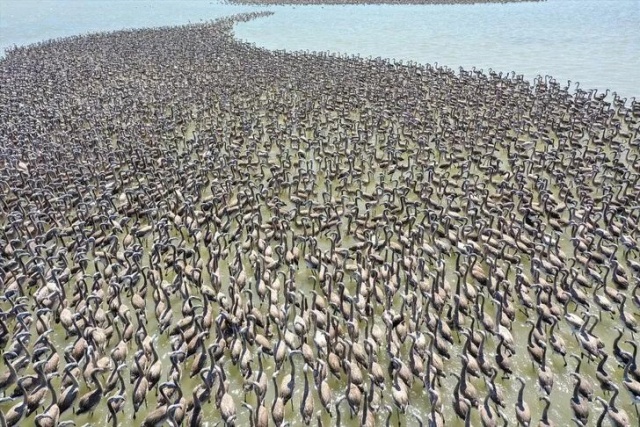 İzmir Kuş Cenneti’nde Muhteşem Olay!