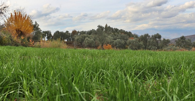 Bergama'da iklim dostu yem tohumları filizlendi