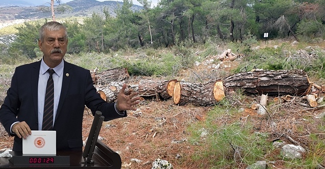 "Bergama'da orman arazileri rant uğruna peşkeş mi çekiliyor?"