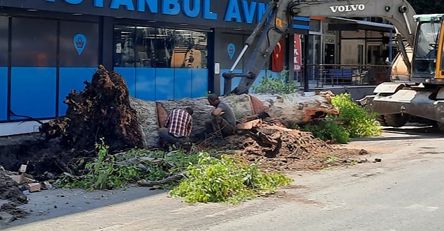Dikili'de okaliptüs ağaçlarının kesilmesi tepki çekti