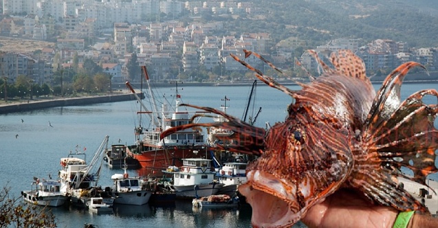 Tehlikeli ve zehirli! Dikili'de de görüldü..