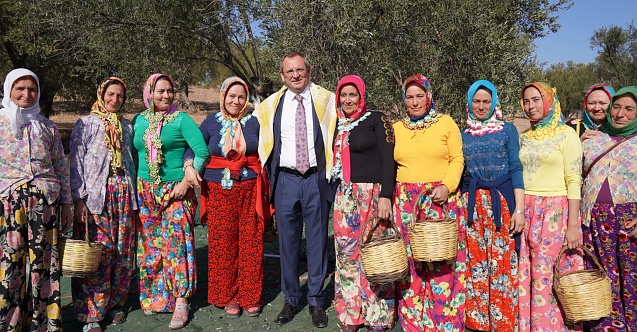 Ayvalık’ta Zeytin Hasat Festivali başladı