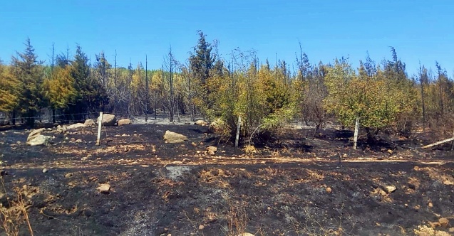 Bergama'da orman yangını
