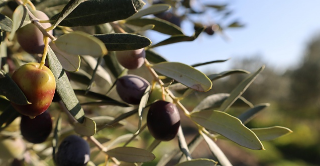 Bergama'da zeytin ve fıstık markalaşma yolunda