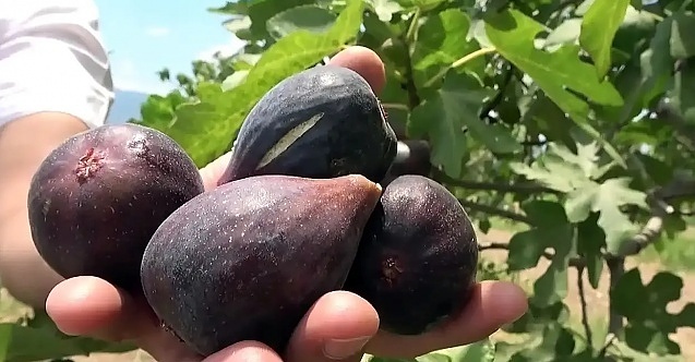 Bergama'nın yeni ihraç yıldızı: "Siyah Orak  İnciri"