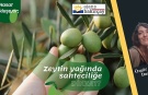 Hasat yaklaşıyor; zeytinyağında sahteciliğe dikkat!