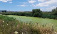Kirlilik ve balık ölümleri ile gündeme gelen Bakırçay kurudu