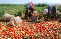 Temmuz ayının zam şampiyonu domates!