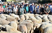 Umut sürüsü 21 bini geçti