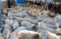 Dikili'de yerel üreticiye küçükbaş hayvan desteği