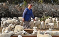 Bergama'da başlayan 'Mera İzmir' kırsala can suyu oldu