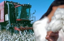 Bakırçay Ovası'nda "Beyaz Altın" zamanı