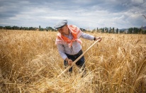 Kınıklı çiftçinin yüzü bu yıl karakılçıkla gülecek