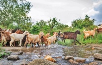 Bergama Kozak'ta büyük yolculuk başladı!