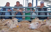 Bergama'da 104 üreticiye 385 küçükbaş hayvan dağıtıldı!