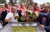 Ayvalık’ta ilk hasat ve zeytinyağı sıkımı yapıldı