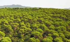 4 bin ağaç kesilecek… Kozak’a dinamit!