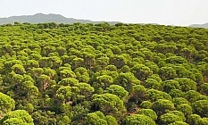 4 bin ağaç kesilecek… Kozak’a dinamit!