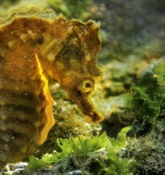 İzmir Körfezi iyileşiyor