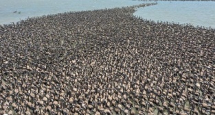 İzmir Kuş Cenneti’nde Muhteşem Olay!