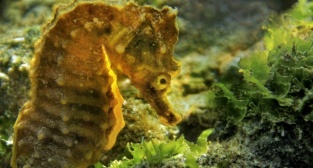 İzmir Körfezi iyileşiyor