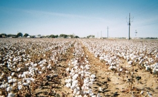 Bergama’nın pamuk arazilerine RES tehdidi