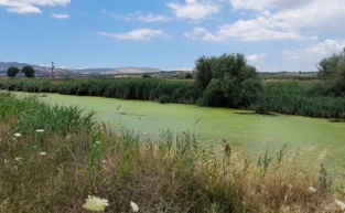 Kirlilik ve balık ölümleri ile gündeme gelen Bakırçay kurudu