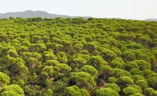 4 bin ağaç kesilecek… Kozak’a dinamit!