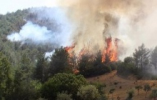 500 Hektar kül oldu